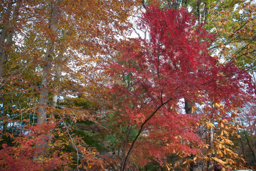 A Very Adams/Barton&nbsp;Thanksgiving